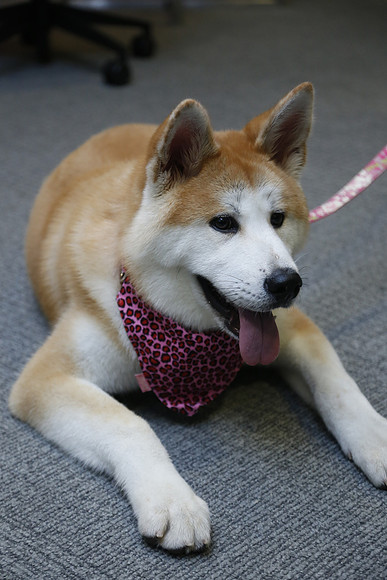 George, the Connected Dog